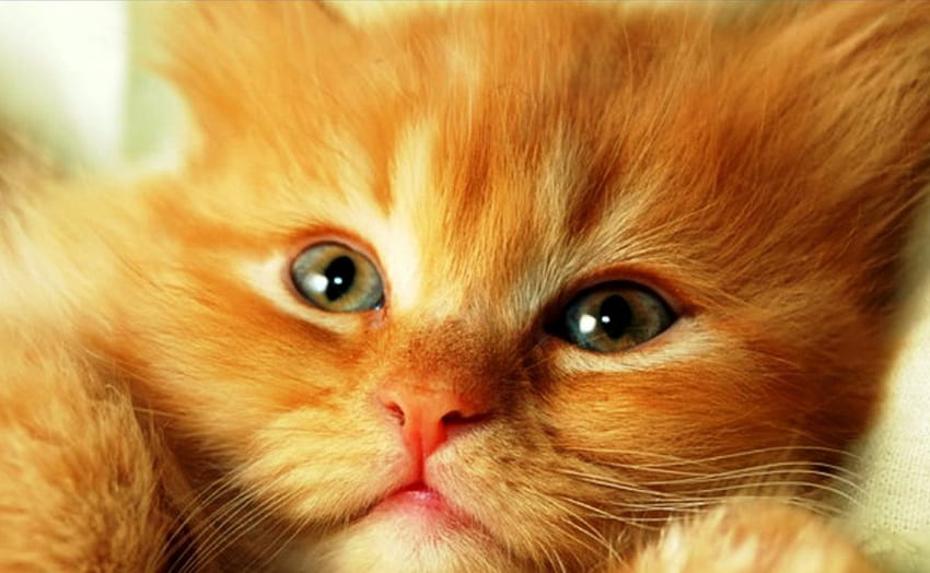 Gato para Carmen (carmenmbonilla), animal, gatito, tranquilo, lindo, gato, hermoso, relajarse, sentarse fondo de pantalla