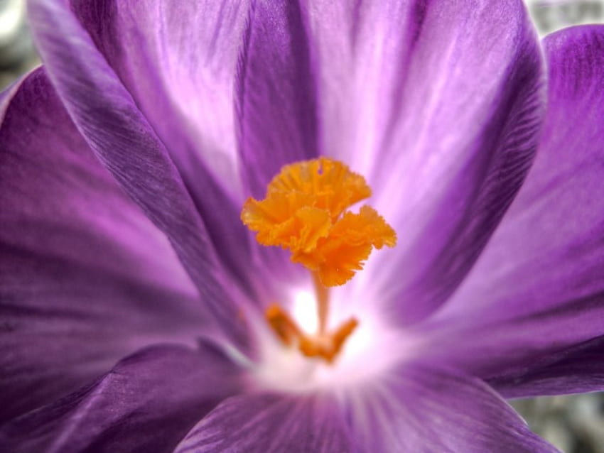 Crocus สีม่วง สีชมพู ดอกไม้ ฤดูใบไม้ผลิ สีส้ม มาโคร วอลล์เปเปอร์ HD