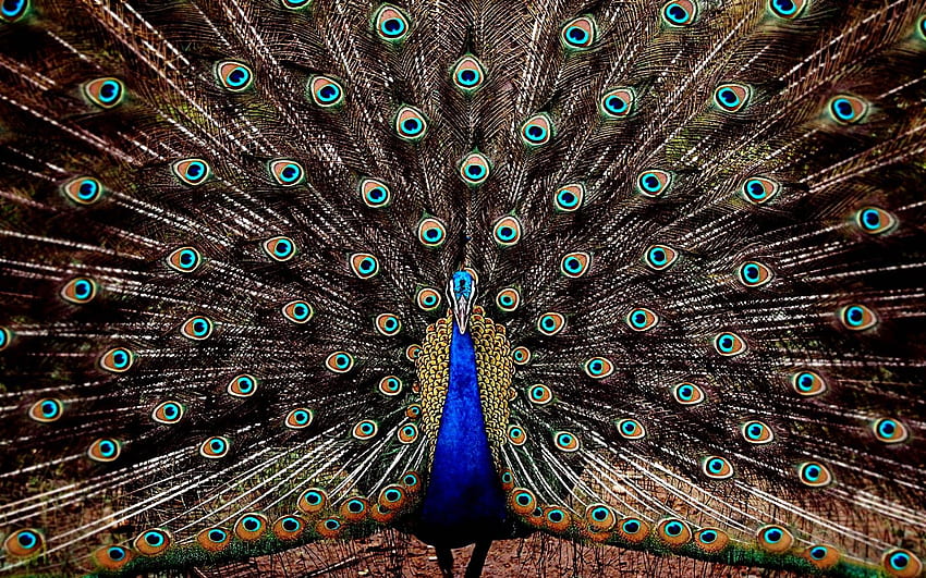 Colorful peacock HD wallpapers | Pxfuel