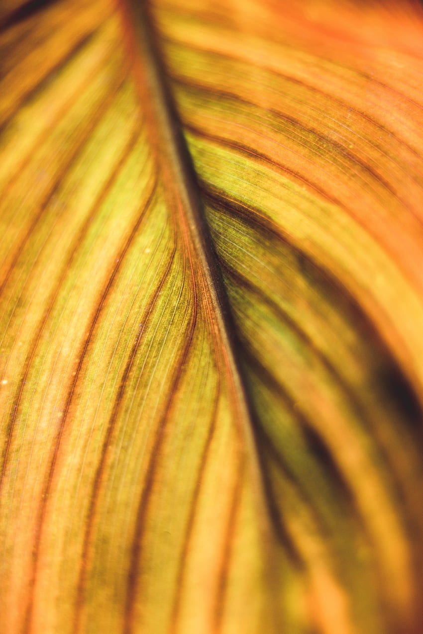 Yellow-green leaf, veins, close up HD phone wallpaper