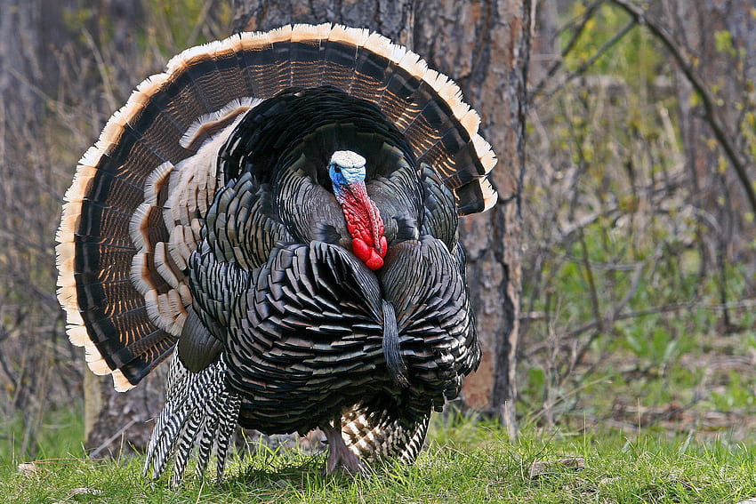 Wild Turkeys Merriams Subspecies Credit: NWTF. Birds HD wallpaper