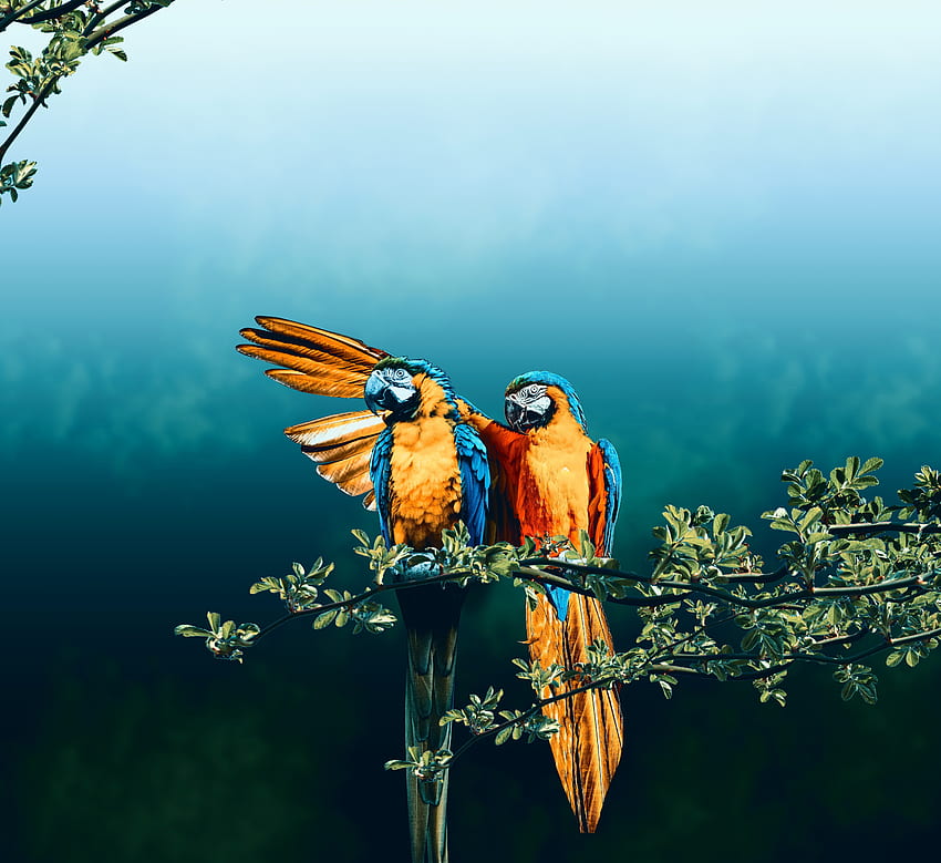Macaw, bird pair, hop HD wallpaper