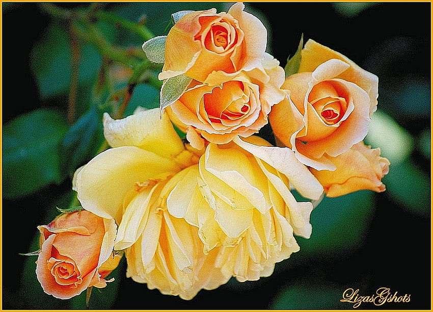 Friendship Roses for Cinzia, still life, bouquet, roses, yellow, friendship HD wallpaper
