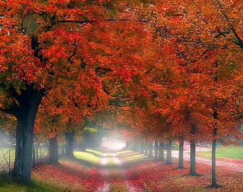 Crunch, leaves, trees, autumn, orange, gold, walk HD wallpaper | Pxfuel