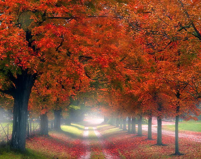 Walk through autumn, mist, red and orange leaves, trees, leaves on ground, autumn, walkway HD wallpaper