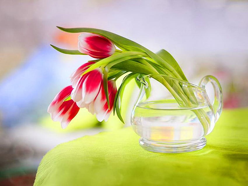 Tulips in red and white, white, red, glass, bowl, tulips, water HD wallpaper