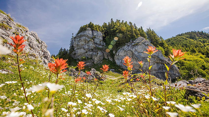 Fleurs de pinceau indien au-dessous d'une falaise alpine, ciel, montagnes, rochers, fleurs, nuages Fond d'écran HD