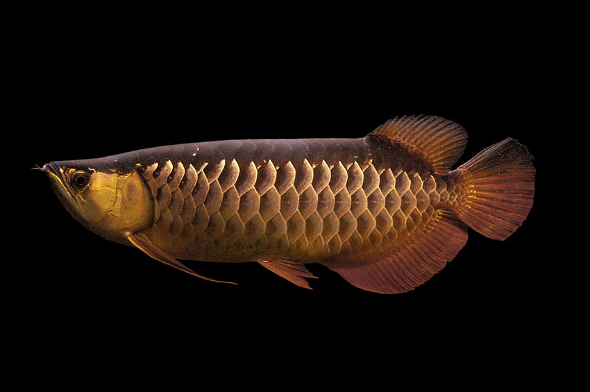 Dourado Marrom Aruanã Peixe Subaquático Animal Escuro . Peixes, Peixes de aquário de água doce, Peixes de aquário, Arwana papel de parede HD