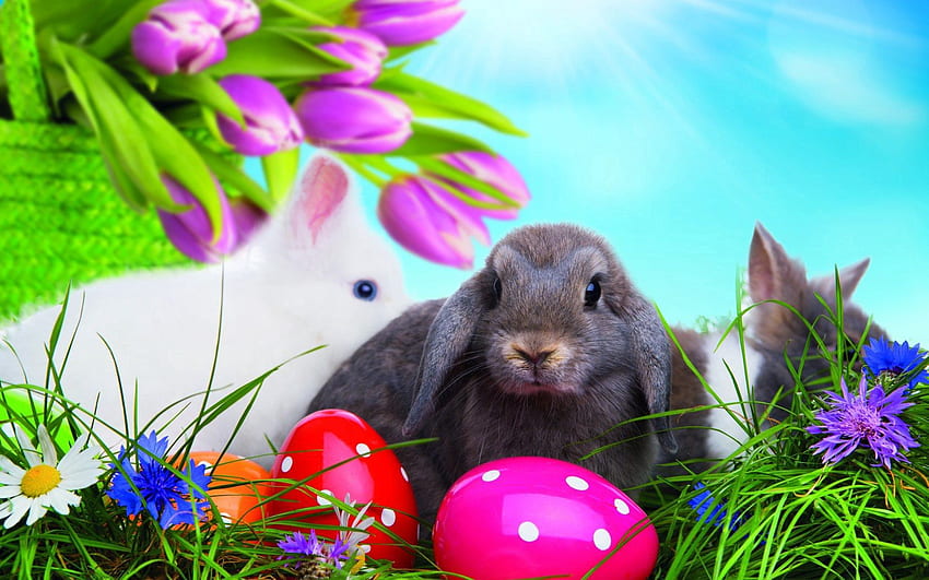 Holidays, Grass, Eggs, Easter, Rabbits, Multicolored HD wallpaper