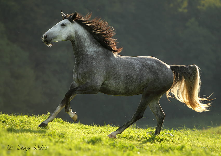 Grey horse :), horses, horse, i love horses HD wallpaper