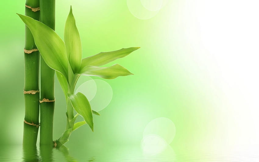 Bamboo Background - PowerPoint Background for PowerPoint Templates, Simple Bamboo HD wallpaper