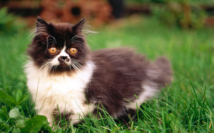 Gattino bianco e nero, dolce, animale, gattino, gatto, erba, animale domestico Sfondo HD