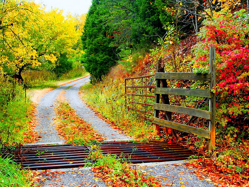 Autumn road, path, colors, beautiful, country, fence, trees, road, nature, forest HD wallpaper