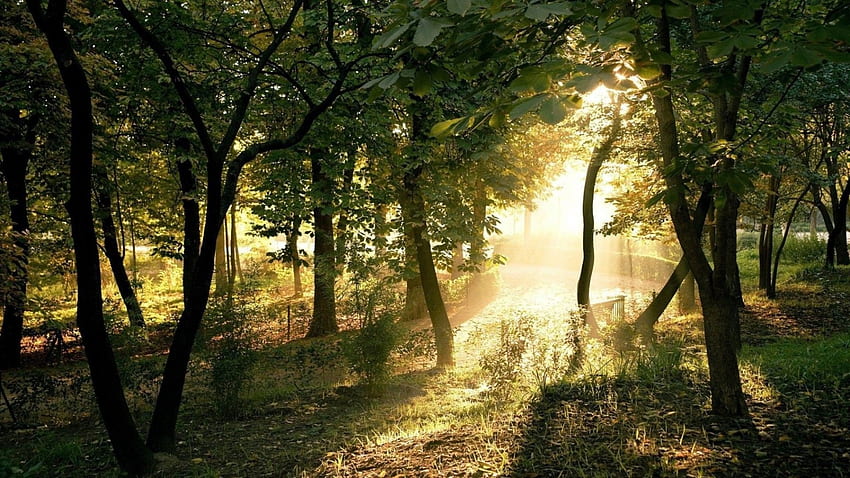 ormanın içinden güneş ışığı, sis, güneş ışığı, ışınları, çimen, orman HD duvar kağıdı