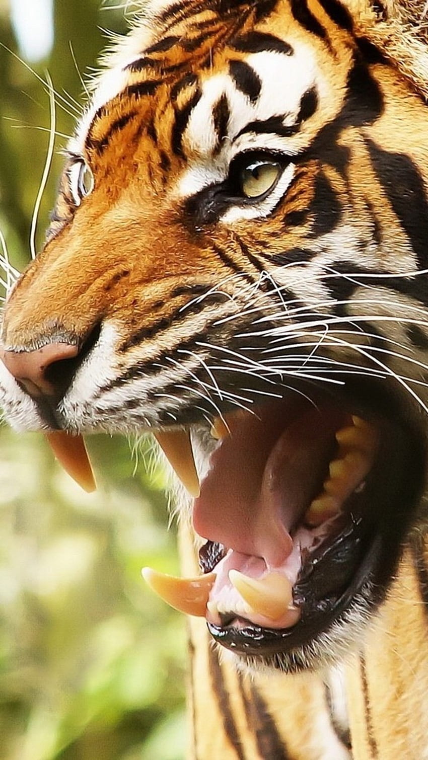 Tygrys, ryk, ostre zęby Tapeta na telefon HD