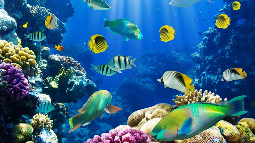 Tropical fish underwater sea ocean sealife . HD wallpaper