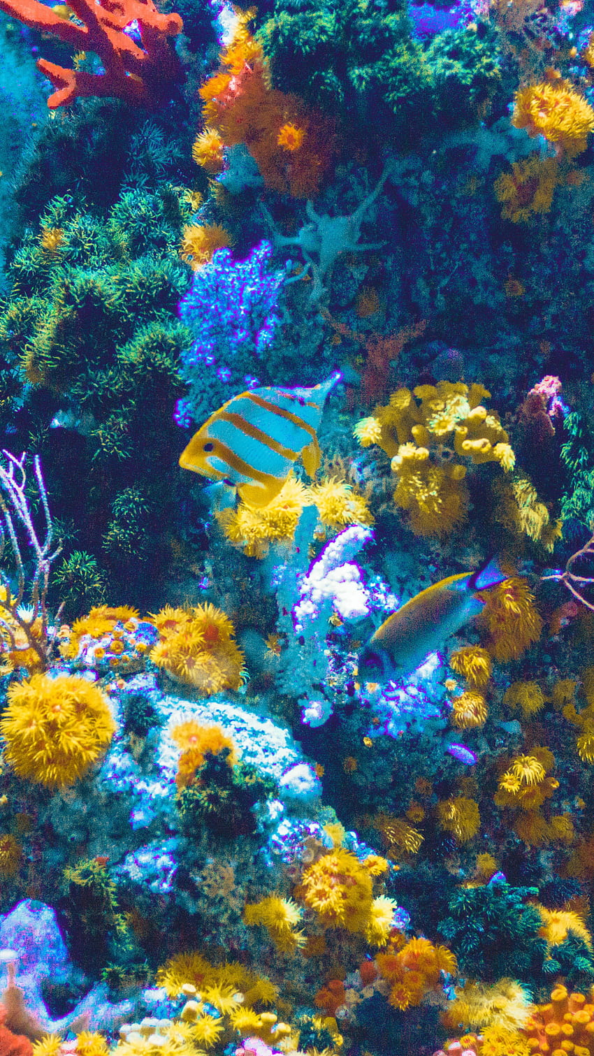 Aquarium And Fish iPhone , iPhone 6 Fish HD phone wallpaper