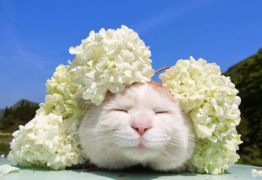 Meet Japanese Cat Shironeko: Master of Fashion, Sleep, And Baskets HD ...