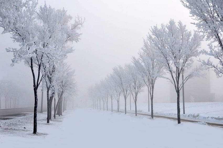 Зима, снежно, зимно великолепие, сняг, дървета, път, природа, великолепие, зимно време HD тапет