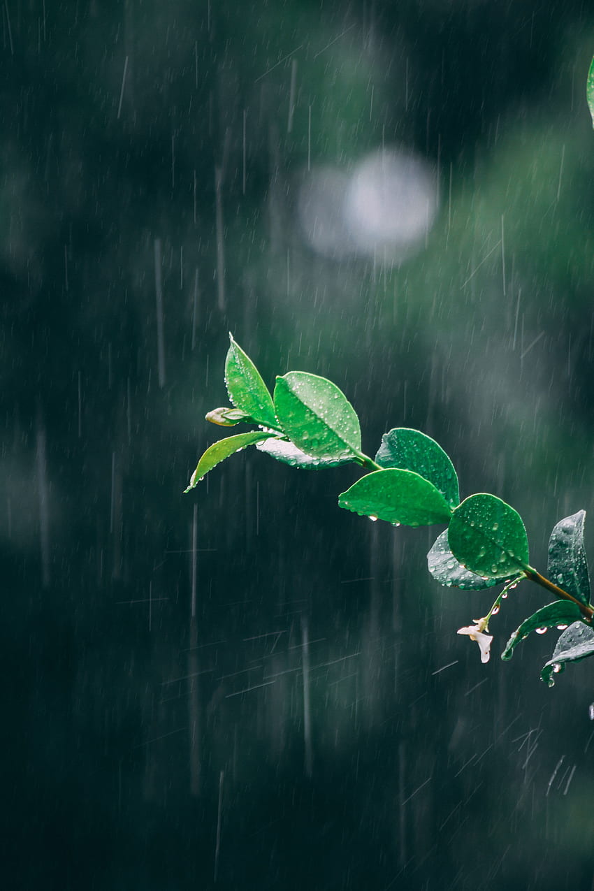 Blätter, Regen, Tropfen, Makro, Zweig HD-Handy-Hintergrundbild