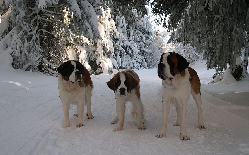 Animals, Snow, Road, Stroll, Family, Puppy, St. Bernard, St. Bernards HD wallpaper