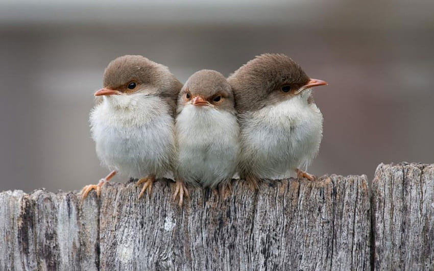 Kızgın Görünümlü Sevimli Küçük Kuşlar Doğa [] , Mobil ve Tabletiniz için. Doğayı Keşfedin Sevimli Bebekler . Tatlı bebekler HD duvar kağıdı