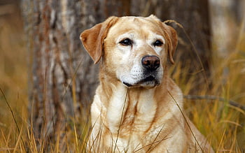 Labrador Retriever Named Most Popular Dog Breed for 31 Years Straight