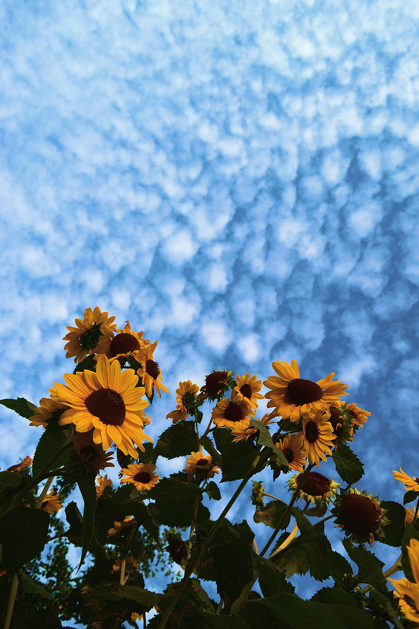 Aesthetic Sunflower iPhone -, Sunflower Aesthetic Grunge HD phone wallpaper