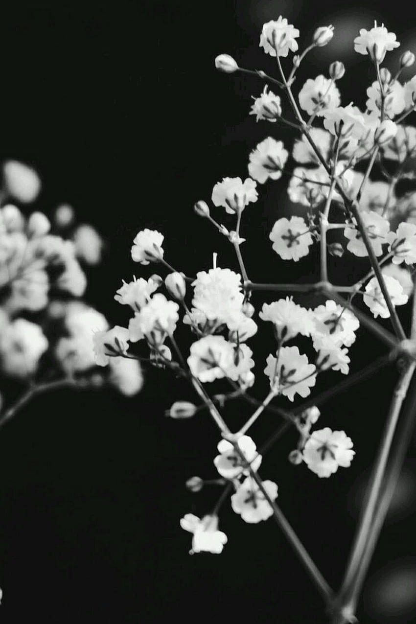 rocio. c - Google+. Black & White. Black and white, Black and White Rose Drawing HD phone wallpaper
