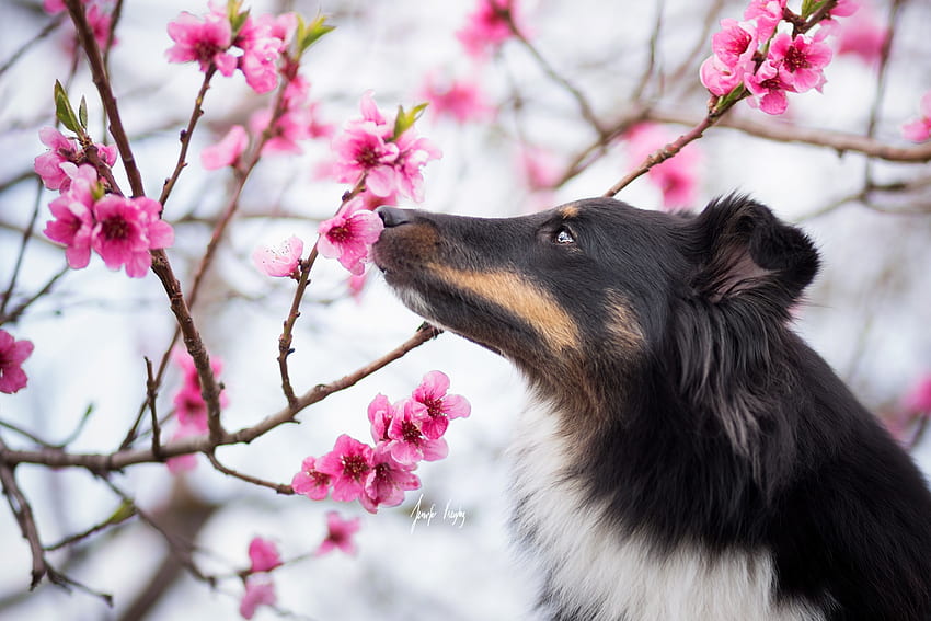 春の香り、犬、動物、白、黒、ピンク、チェリー、コリー、花、サクラ、ブロッサム、ケイン 高画質の壁紙