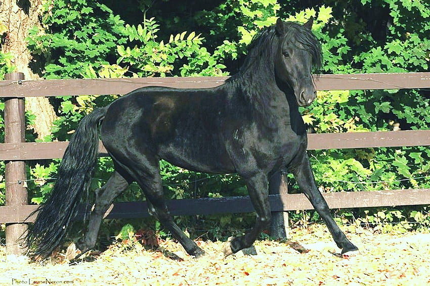 Pretty Trotter 1, spanish, andalusian, horses, black HD wallpaper