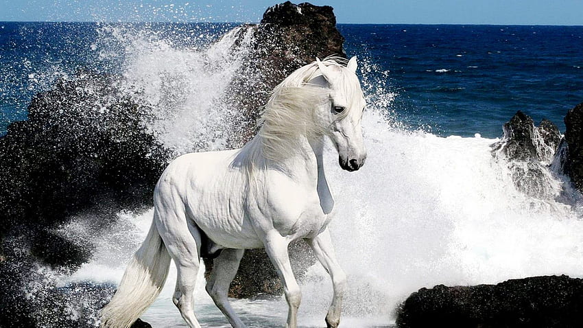 海で白い馬。 美しい馬, 馬, 馬, 美しい白い馬 高画質の壁紙