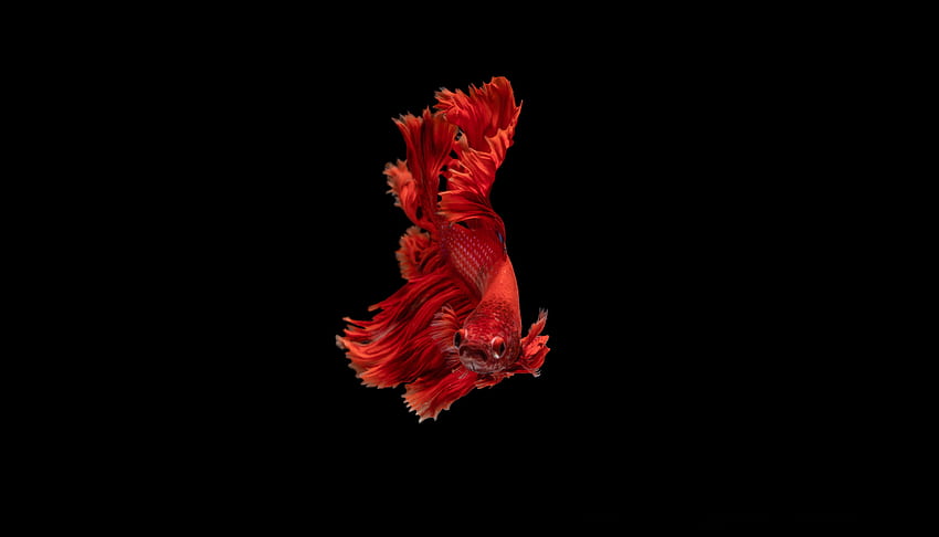 Red, beta fish, Siamese fighting fish, minimal HD wallpaper