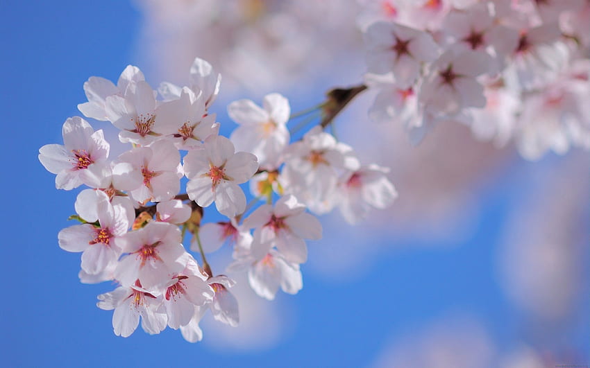 ฤดูใบไม้ผลิ ดอกไม้ พืช มาโคร บลูม ออกดอก สาขา วอลล์เปเปอร์ HD