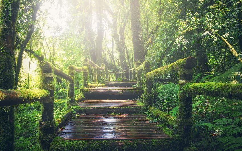 熱帯雨林, 木製の橋, 日光, 歩道, 緑, 森林、、自然 高画質の壁紙