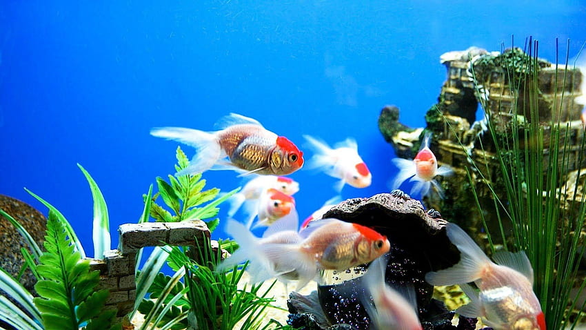 Fish Tank, Freshwater Aquarium HD wallpaper