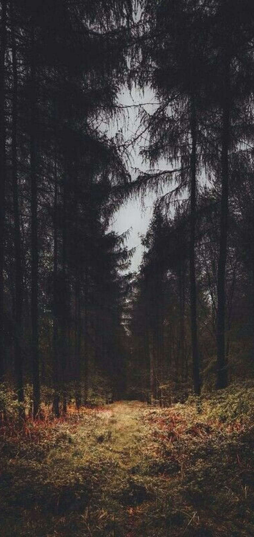 Dark Forest - Top Best Dark Forest Hintergrund [ 35 + ], Cool Dark Forest HD-Handy-Hintergrundbild