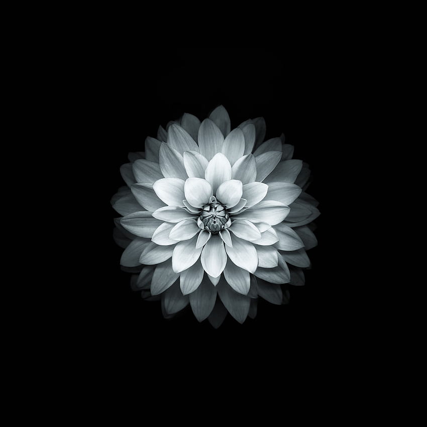 Apple White Lotus Iphone6 ​​Plus Ios8 Flower, Dark Lotus Papel de parede de celular HD