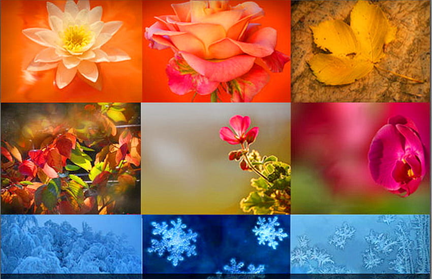 Changes, winter, plants, seasons, spring, summer, leaves, snow, autumn, flowers HD wallpaper