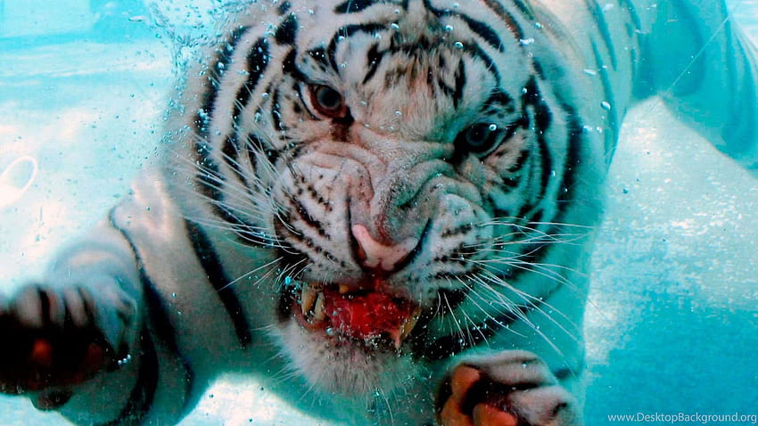 Wild Apple Mac Underwater Tiger Attack On . Background HD wallpaper
