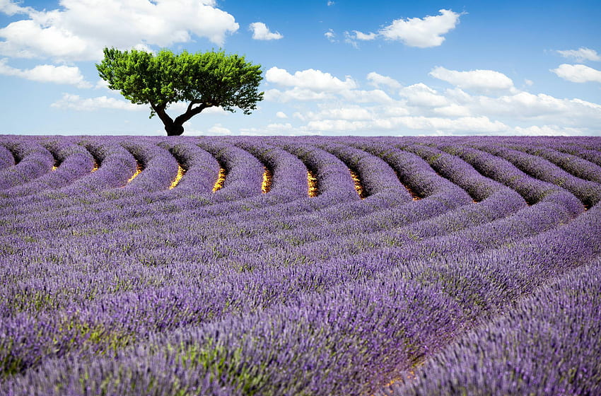 Cây Lavender mang trong mình một vẻ đẹp mộng mơ và thanh khiết. Hãy đến với cây Lavender để cảm nhận sự yên bình và tĩnh lặng trong làn gió mát mẻ của vùng đất này.