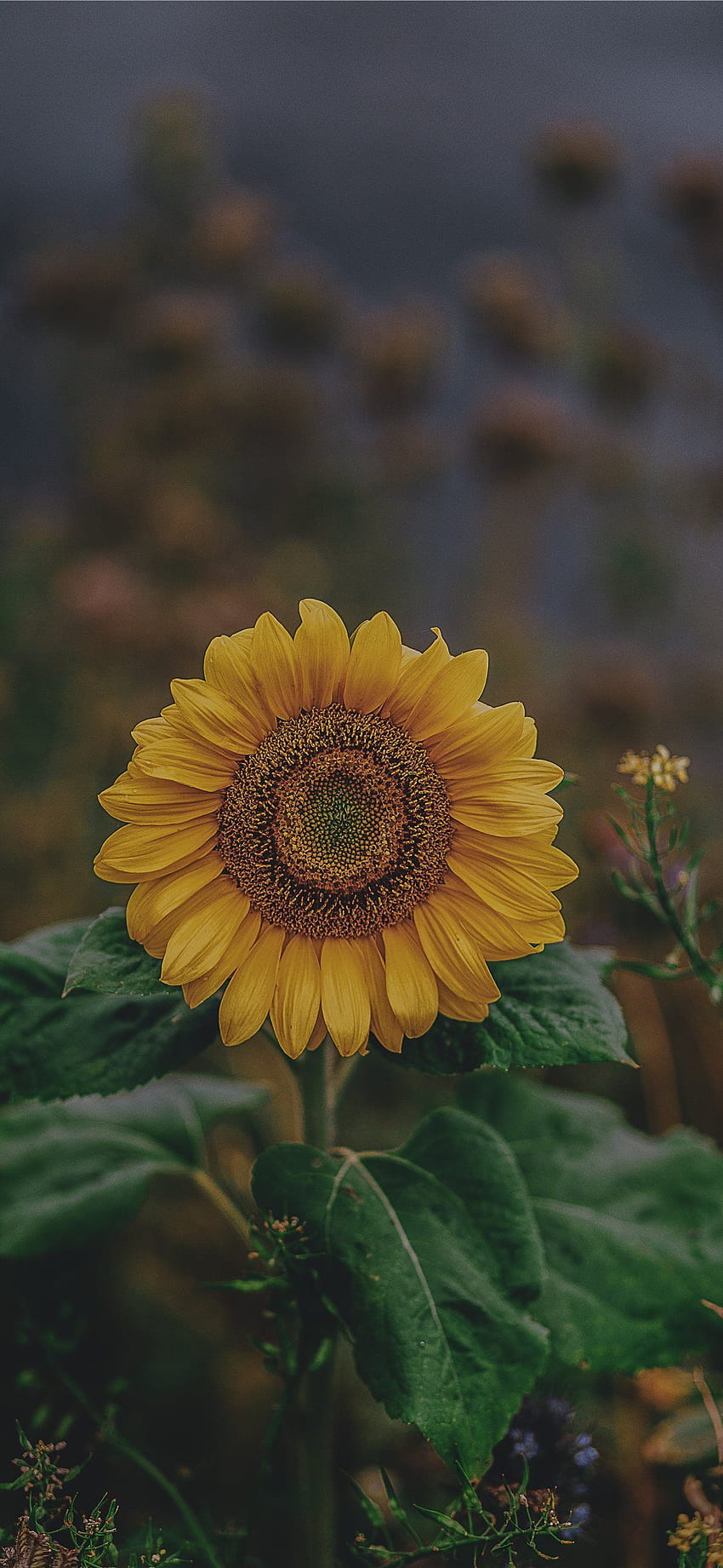 Sunflower Iphone X Iphone Ipad Sunflowers Hd Phone Wallpaper Pxfuel 9949