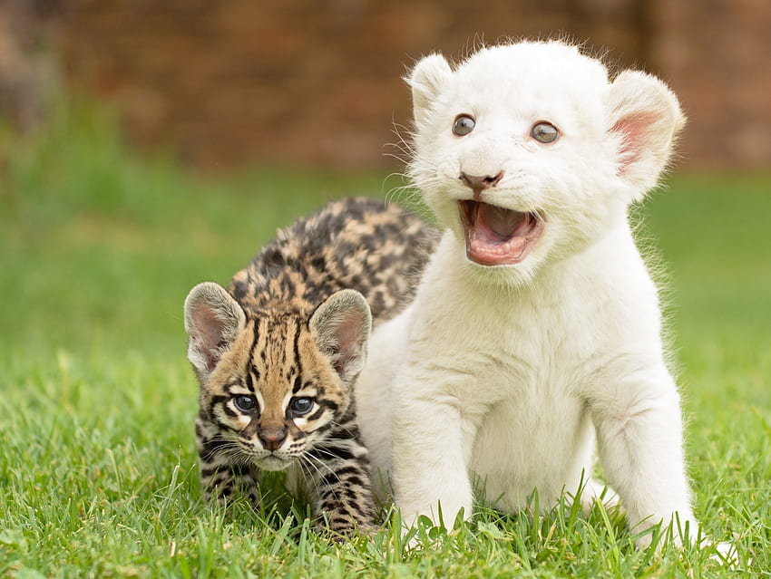 Animals, Wild Cat, Wildcat, Cubs, Kittens, Lion Cub HD wallpaper