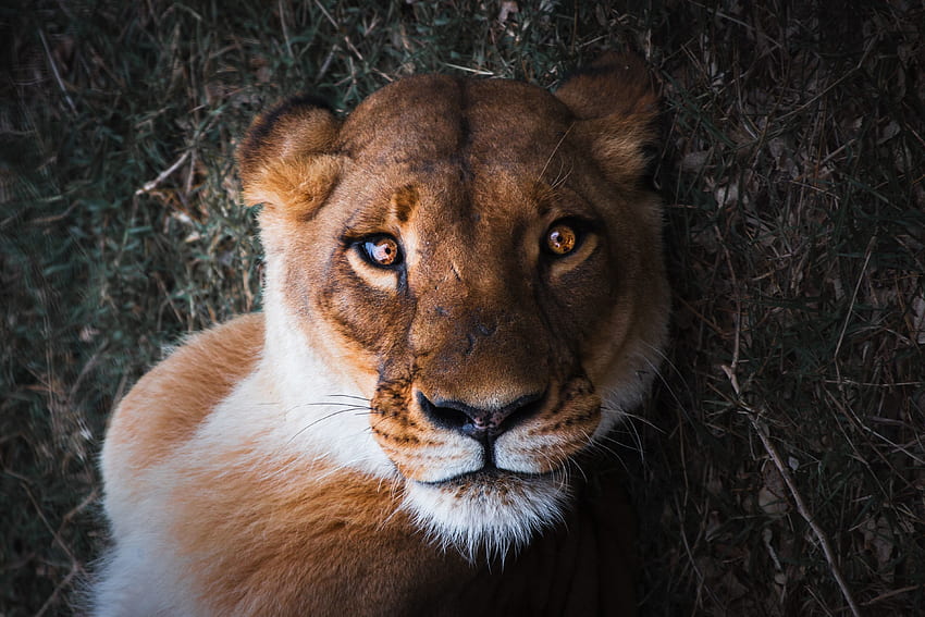 Lioness, female lion, curious, muzzle, close up HD wallpaper
