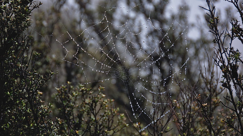 Closeup View Of Spider Web Rain Drops Green Leaves Plants Blur Bokeh Background graphy HD wallpaper