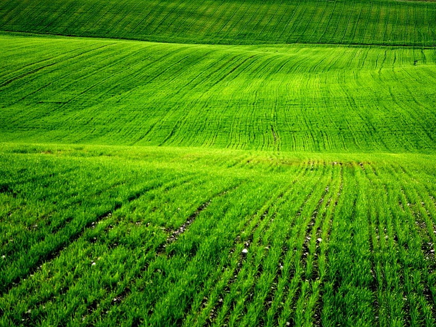 Refreshingly Green., fields, the, of, green HD wallpaper