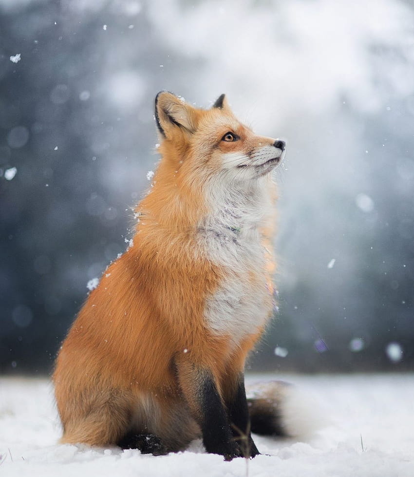 Snow Fox - Forest Animals In The Snow - - - Tip, Snowy Fox HD phone wallpaper