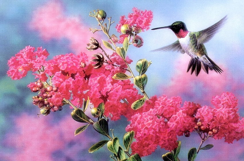 Mengumpulkan Nektar, burung, lukisan, musim semi, cinta empat musim, warna merah muda, hewan, burung kolibri, alam, bunga Wallpaper HD