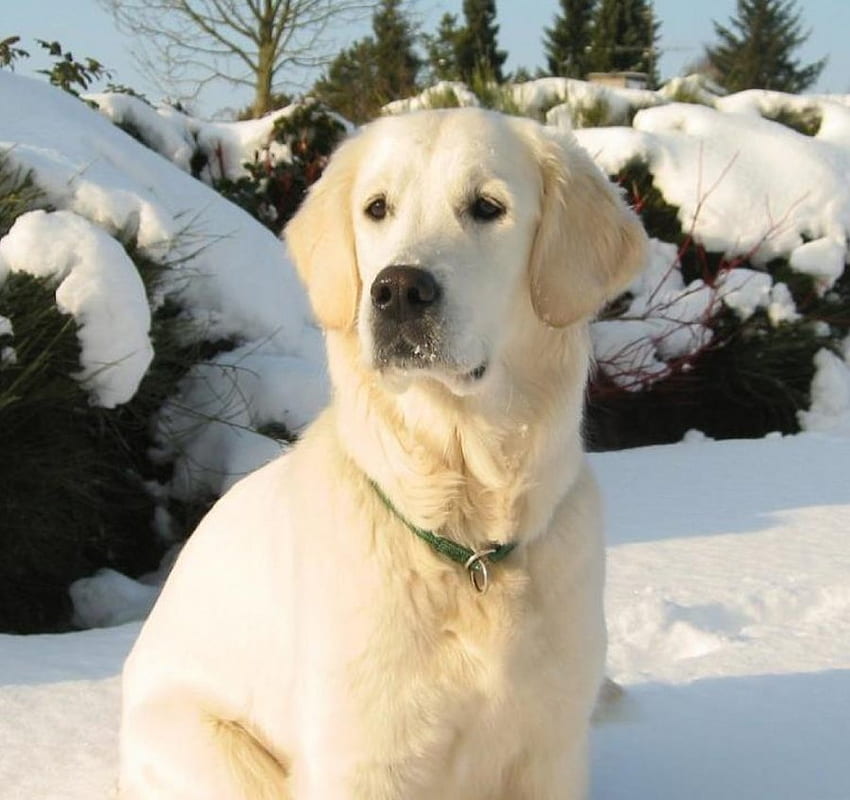 The Neighbor's Dog , golden, dogs, animals, snow HD wallpaper