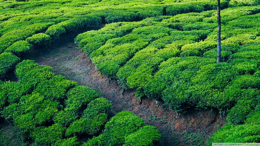 Tea party dans le champ de thé [], Tea Landscape Fond d'écran HD
